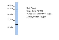 PEX11B Rabbit anti-Human, Polyclonal, Novus Biologicals 0.1 mL | Buy Online | Novus Biologicals | Fisher Scientific
